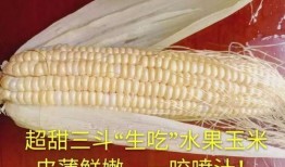 玉米最新爆料,揭秘玉米产业的最新动态与未来趋势