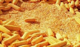 玉米最新爆料,揭秘玉米产业的最新动态与未来趋势