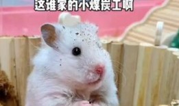 娱乐吃瓜酱鼠鼠,揭秘娱乐圈那些不为人知的幕后故事