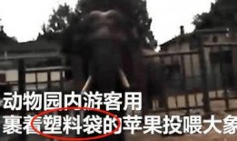 昆明动物园最新爆料,神秘动物亮相，揭秘动物世界新奇趣事