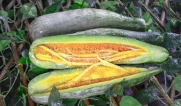 澳洲网红吃瓜视频,趣味横生揭秘瓜界奥秘