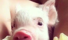 网红小猪爆料视频播放下载