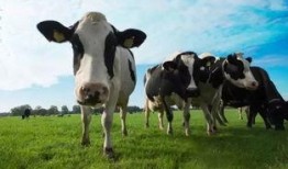 奶牛农场在线观看,奶牛农场在线观看之旅