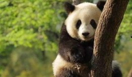 林嘟嘟大熊猫最新爆料,最新动态与幕后故事大公开