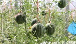 澳洲网红吃瓜视频,趣味横生揭秘瓜界奥秘