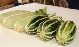 澳洲网红吃瓜视频,趣味横生揭秘瓜界奥秘