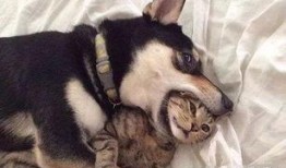 郑州爆料猫咪视频最新,萌宠瞬间引发网友热议