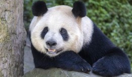 林嘟嘟大熊猫最新爆料,最新动态与幕后故事大公开