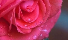 水晶玫瑰全新爆料视频在线观看,揭秘神秘力量与浪漫传说