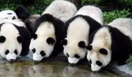 林嘟嘟大熊猫最新爆料,最新动态与幕后故事大公开