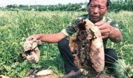 张掖吃瓜最新事件爆料视频