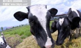 奶牛农场在线观看,奶牛农场在线观看之旅