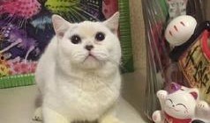 郑州爆料猫咪视频最新,萌宠瞬间引发网友热议